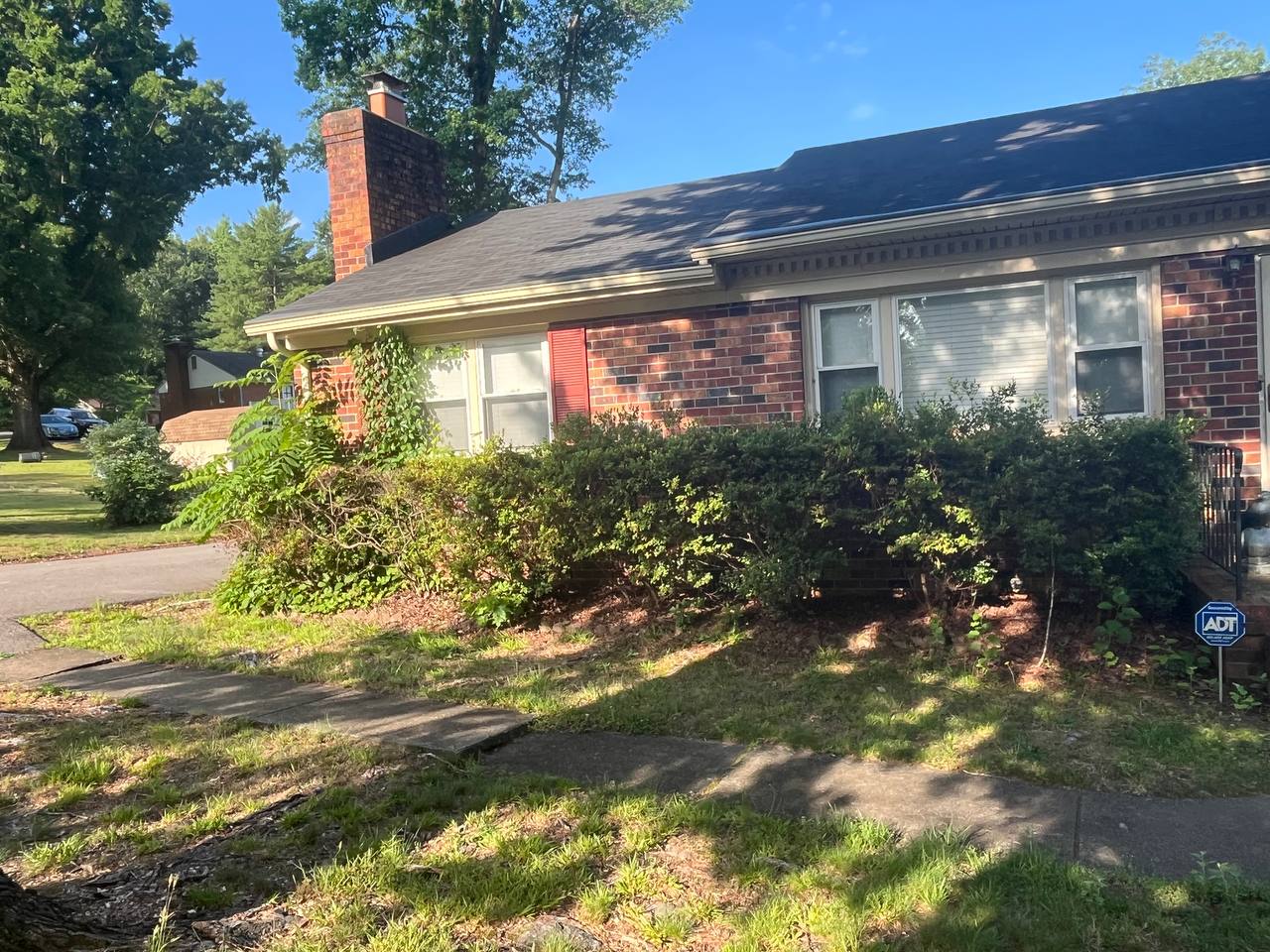 Severely overgrown shrubs and vegetation before cleanup