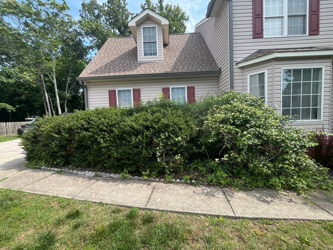 Overgrown shrubs and bushes before trimming service