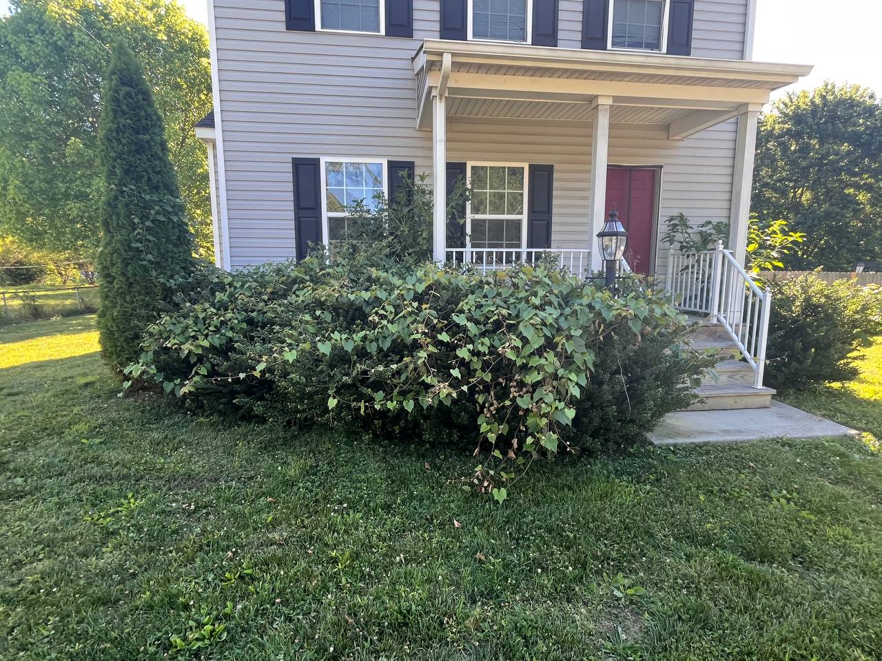 Overgrown shrubs before cleanup and trimming service